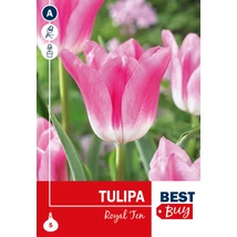 Vh 16132 Tulipa Triumph Royal Ten 5db/cs 10/11