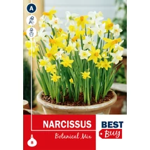 Vh 16133 Narcissus Botanical Mix 8db/cs 8/10