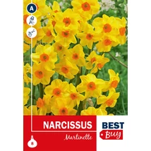 Vh 16134 Narcissus Tazetta Martinette 8db/cs 8/10