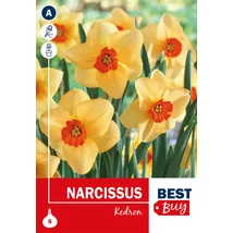 Vh 16135 Narcissus Small cupped Kedron 8db/cs 8/10