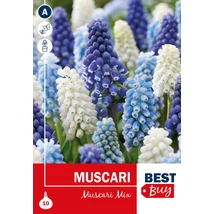 Vh 16136  Muscari Mix 10db/cs 6/7
