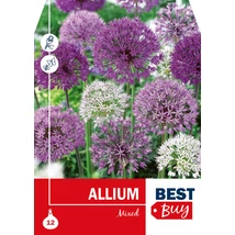 Vh 8700  Allium  Mixed 12db/cs 10/12