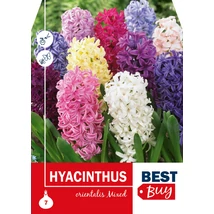 Vh 8702  Hyacinthus orientalis Mixed 7db/cs 14/15
