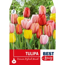 Vh 8706  Tulipa Darwin Hyrbid Mixed 20db/cs 10/11