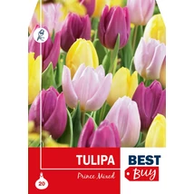 Vh 8708  Tulipa Prince Mixed 20db/cs 10/11