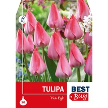 Vh 8709  Tulipa Van Eijk  20db/cs 10/11