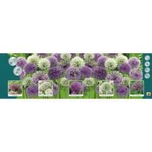 Vh Allium Gyűjtő 01 5x40db 12/14