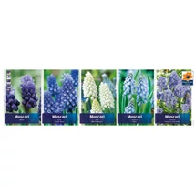 Vh Muscari gyűjtő 01 5x150db 5+;5+; 6+;7/8
