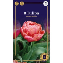 Vh 16550 Tulipa Supreme Double Early Etched Salmon 6db/cs 12/+