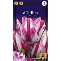Vh 16552 Tulipa Supreme Darwin Hybrid Supreme Ohio 8db/cs 12/+