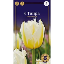 Vh 16560 Tulipa Supreme Fringed (Crispa) Lemon Beauty 6db/cs 12/+