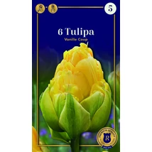 Vh 16563 Tulipa Supreme Double Late Vanille Coup 6db/cs 12/+