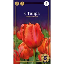 Vh 16558 Tulipa Supreme Parrot Avignon 6db/cs 12/+
