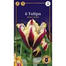 Vh 16515 Tulipa Supreme Fringed (Crispa) Gavota Special 6db/cs 12/+