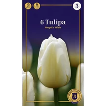 Vh 16531 Tulipa Supreme Single Late Angel's Wish 6db/cs 12/+