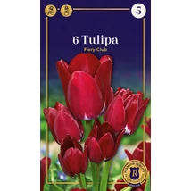Vh 16921 Tulipa Supreme Multi Flowering Fiery Club 6db/cs 12/+