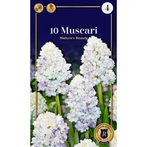 Vh 16950 Muscari Supreme Muscari Nature's Beauty 10db/cs 7/8