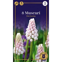 Vh 16611 Muscari Supreme Muscari Muscari Pink Sunrise 8db/cs 5+