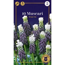 Vh 16610 Muscari Supreme Muscari Muscari Muscari Grape Ice 10db/cs 5+