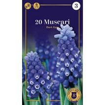 Vh 16574 Muscari Supreme Muscari Muscari Muscari Dark Eyes 20db/cs 5+