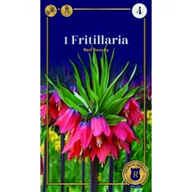 Vh 16576 Fritillaria Red Beauty 1db/cs 20/24