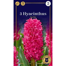 Vh 16933 Hyacinthus Supreme Jan Bos 3db/cs 18/19