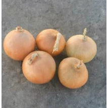Dughagyma Allium cepa Radar 10-21mm 25dkg/cs