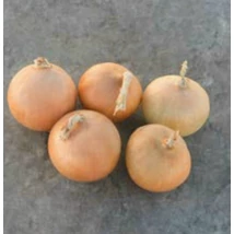 Dughagyma Allium cepa Radar 10-21mm 50dkg/cs