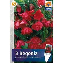 Vh08379 Begonia Pendula Pink