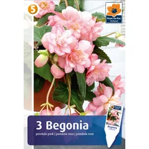 Vh08379 Begonia Pendula Pink 3db/cs