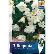 Vh08380 Begonia Pendula White