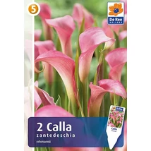 Vh08388 Calla Pink (Rehmanii)