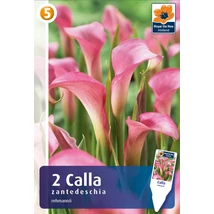Vh08388 Calla Pink (Rehmanii) 2db/cs