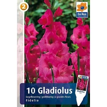 Vh08318 Gladiolus Largeflowering Fidelio