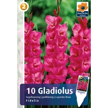 Vh08318 Gladiolus Largeflowering Fidelio