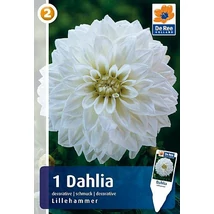 Vh08210 Dahlia Decorative Lillehammer 1db/cs