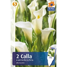 Vh08384 Calla White (Albomaculata)