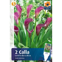 Vh08386 Calla Purple Sensation 2db/cs