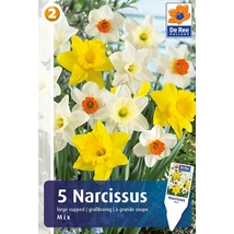 Vh 16442 Narcissus Large cupped Large Cupped Mix 5db/cs 12/14