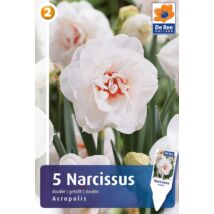Vh16321 Narcisz double Acropolis 5db/csom