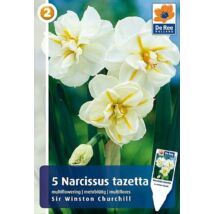 Vh16329 Narcisz Multiflowering Sir Winston Churchill 5db/csom
