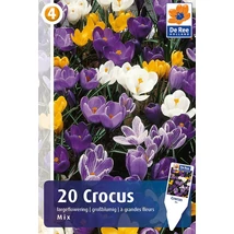 Vh 16347 Crocus Largeflowering Mix 20db/cs 8/9