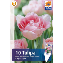 Vh16236 Tulipán Double Late Angelique 10db/csom