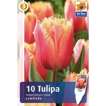 Vh16273 Tulipán Fringed Lambada 10db/csom