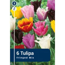 Vh 16274 Tulipa Crispa Fringed Mix 6db/cs 11/12
