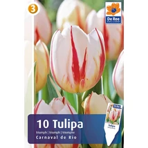 Vh16240 Tulipán Rembrandt Carneval de Rio 10db/csom