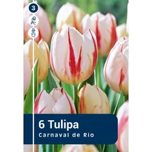 Vh 16240 Tulipa rembrandt Carnaval De Rio 6db/cs 11/12