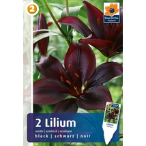 Vh08266 Liliom Asiatic Black 2db/cs