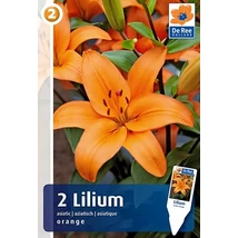 Vh08241 Liliom Asiatic Orange