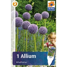 Vh 16386 Allium Allium Gladiator 1db/cs 20/22